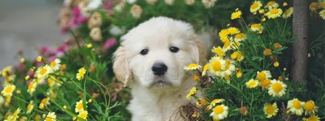 Easter foods and plants that are toxic to dogs Golden puppy sitting in flowers
