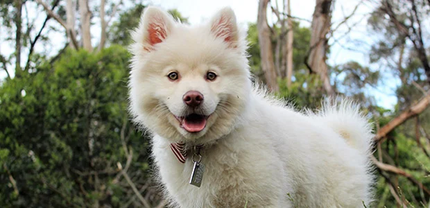 dog smiling in woods dog smiling in woods