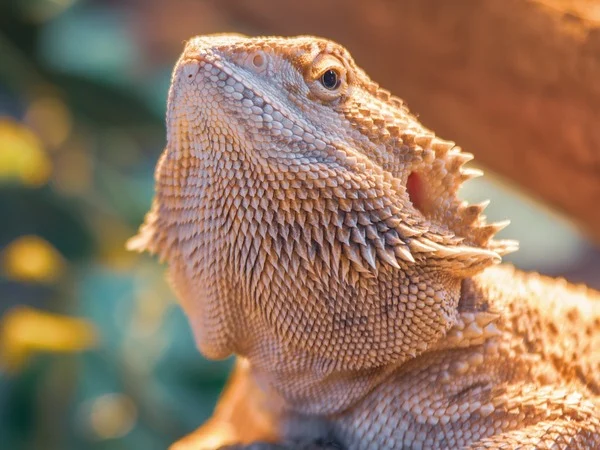 Image of a reptile for article on how to find an exotic vet Image of a reptile for article on how to find an exotic vet