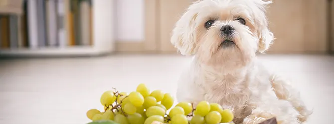 Dog Poison - Toxic Products For Dogs dog in front of poisonous foods