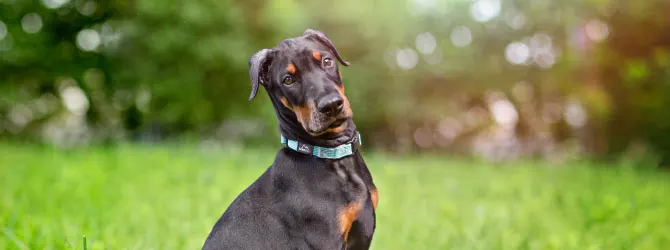 Dobermann | Owner's Guide dobermann in field full of yellow flowers
