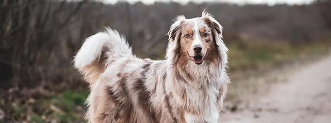 Australian Shepherd | Owner's Guide australian shepherd on grass at sunset