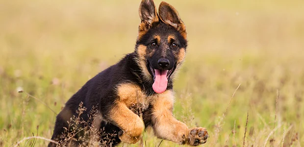 puppy german shepherd running with tongue out puppy german shepherd running with tongue out