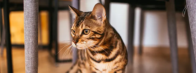 Cat Anxiety | Help Your Stressed Cat cat under table showing cat anxiety symptoms