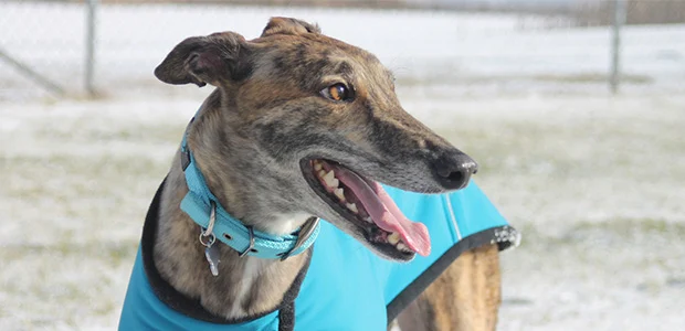 greyhound-body-2.jpg Greyhound mixed colours with blue coat harness and collar
