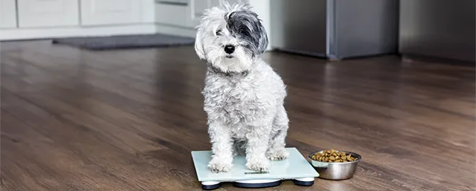 Is My Dog Overweight? Vet's Advice Guide Header photo of a dog on a weighing scale. Routine weight checks are useful for managing pet obesity and ensure health.