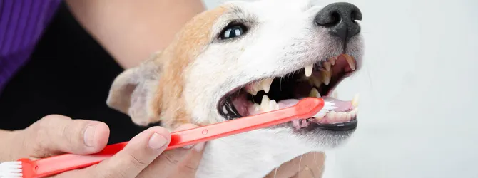 How To Brush Your Dog's Teeth: Canine Dental Care Guide Dog teeth cleaning image