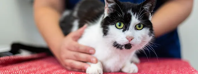 How to get a urine sample from a cat Cat at vet clinic