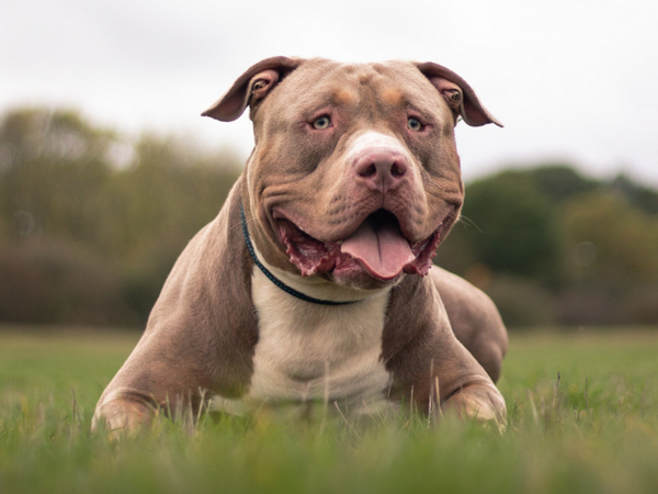 Banned dog breed XL Bully Banned dog breed XL Bully