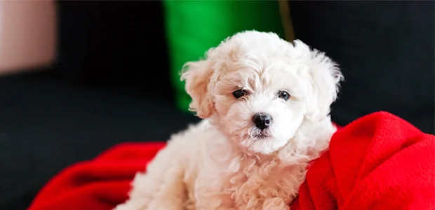 bichon frise puppy on red blanket bichon frise puppy on red blanket