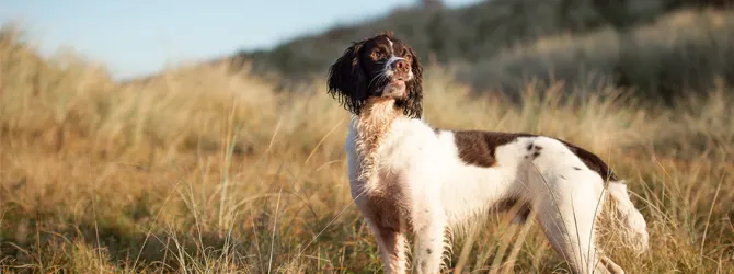 Dog Supplements - Skin, Coat and Joint Care dog taking supplement tablet