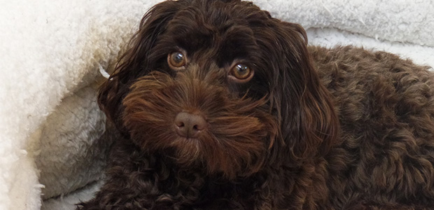 brown cockapoo in bed looking up