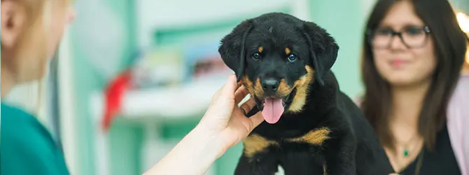 Dog kennels near me: choosing the best boarding for your dog A dog owner receiving advice about dog kennels near me