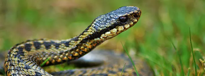 Adder Bites on Dogs - What Every Owner Must Know Adder coiled with head pointing up for article on adder bite dog