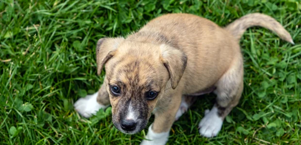 cute whippet puppy wagging tail cute whippet puppy wagging tail