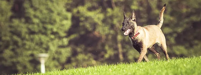 Train Your Dog to Come - Recall Training dog running on green grass