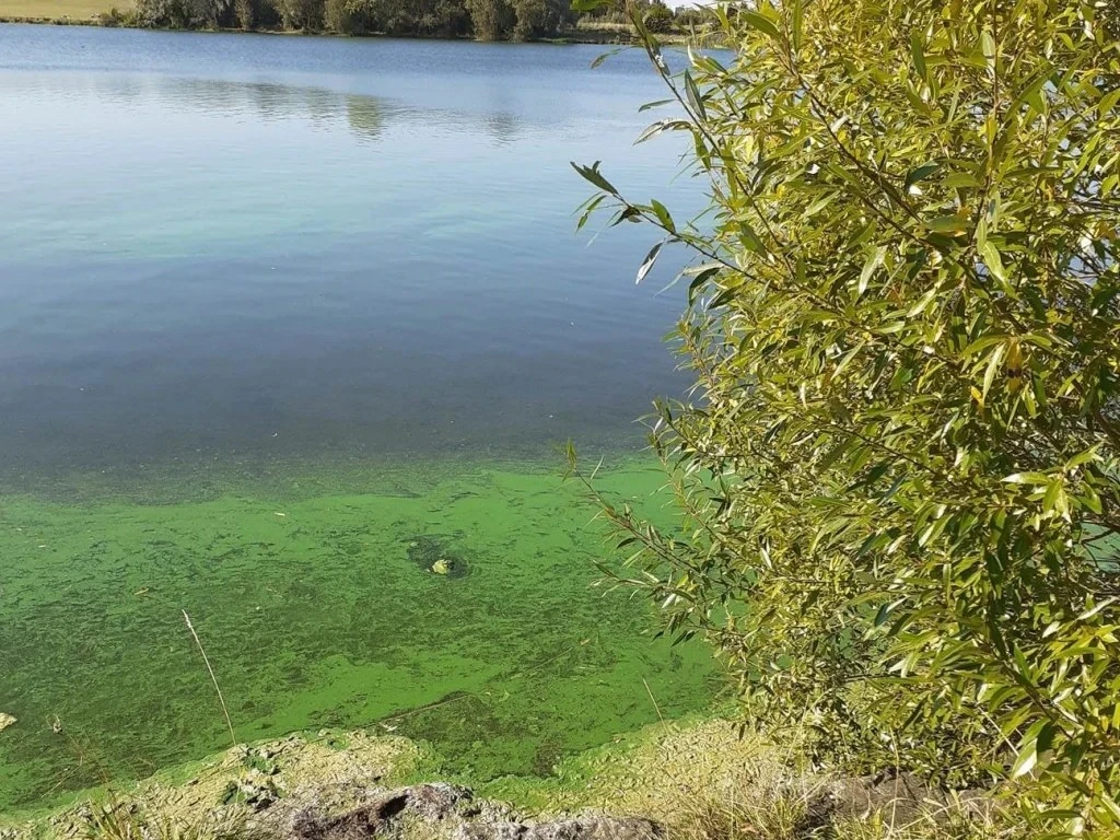 blue-green algae poisoning in dogs blue-green algae poisoning in dogs