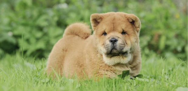golden chow chow puppy walking in grass golden chow chow puppy walking in grass