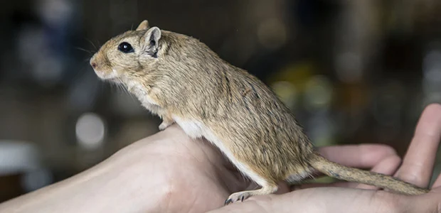 gerbil-care-guide-body-1_1.jpg Gerbil in someone's hands