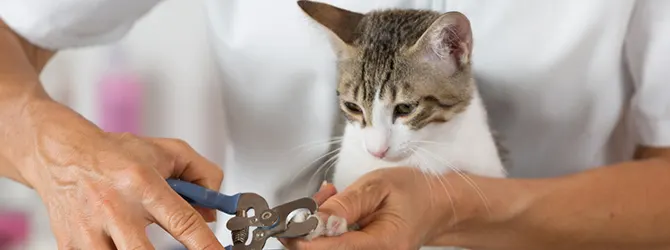 How To Clip Your Cat's Nails - Video Banner photo of a cat's claws being trimmed, showing an example of cat nail care.