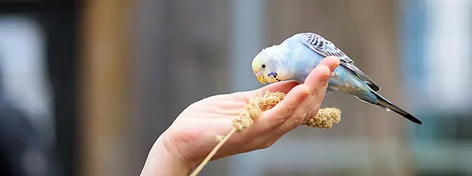 What Do Budgies Eat - Budgie Diet Guide budgie eating out of a human hand
