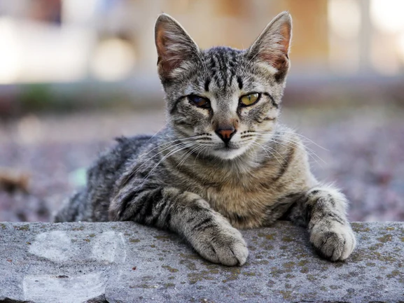Cat suffering from cat herpes symptoms Cat suffering from cat herpes symptoms