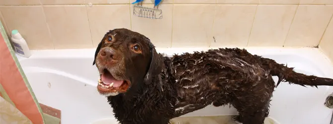 How to Bathe Your Dog - Shampooing Your Dog chocolate labrador in a bath tub