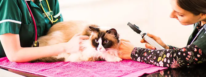 Cat Microchipping - Microchipping Your Cat cat microchipping in a clinic