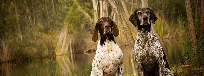 Pointer | Owner's Guide two pointers in countryside