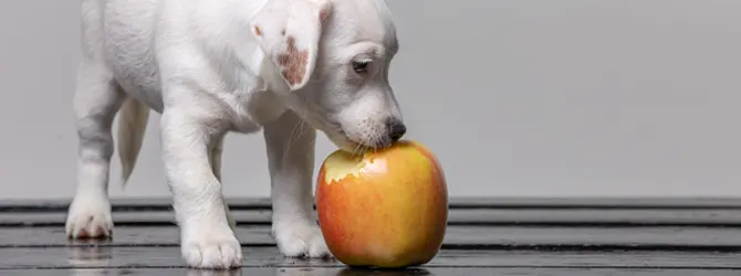 Can Puppies Eat Fruit & Veg - Puppy Snacks little puppy eating an apple