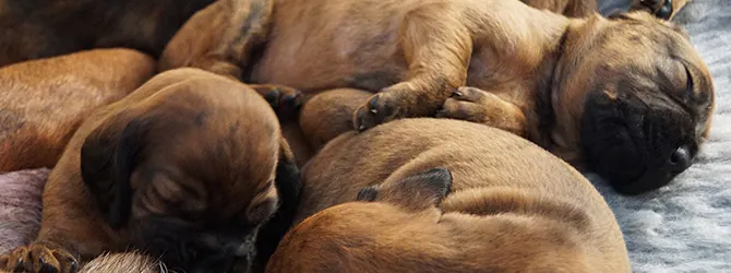 Choosing A Puppy Breeder lots of puppies sleeping