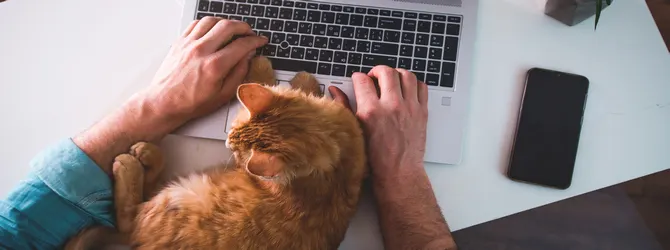 Save Money On Cat Care | Money Saving Tips Ginger cat on a laptop