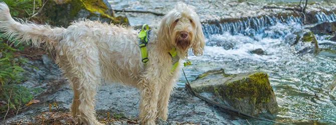 Spinone Italiano | Owner's Guide spinone italiano by waterfall