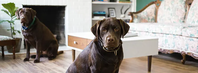 Are Essential Oils Safe for Dogs? adult and baby akita on carpet next to plant