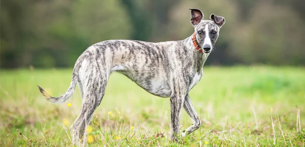 brindle whippet walking in a field for article on how often should you walk your dog brindle whippet walking in a field for article on how often should you walk your dog