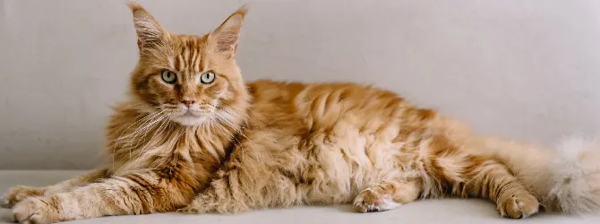 Can indoor cats get fleas - Symptoms & Treatment image of cat for article on can indoor cats get fleas