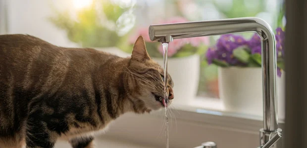 cat drinking from kitchen tap cat drinking from kitchen tap