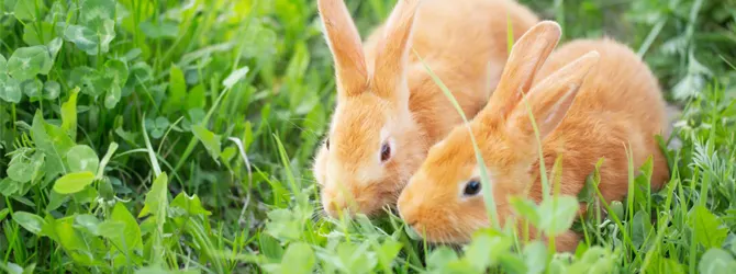 Flystrike In Rabbits lovely ginger rabbit on field