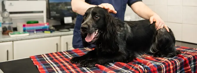 Microchip Your Dog in the UK - What you need to know Vet microchipping dog in the veterinary practice