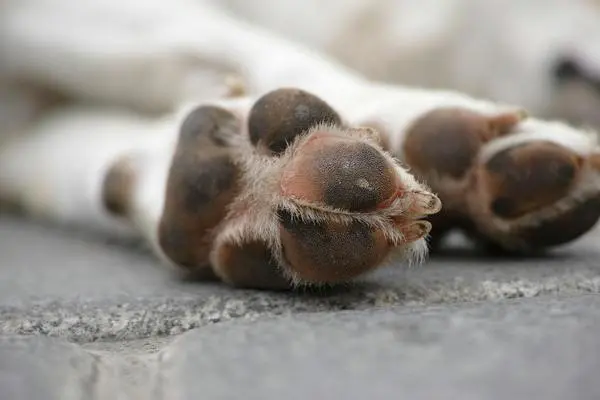 Image of a dog's paws for article on fun facts about dogs Image of a dog's paws for article on fun facts about dogs