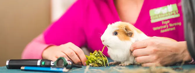 Common Guinea Pig Health Problems guinea pig eating some leaves at veterinary clinic