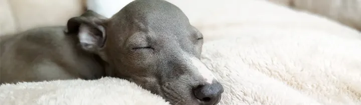 Italian Greyhound - Is It the Right Breed for You? blue italian greyhound sleeping on white blanket