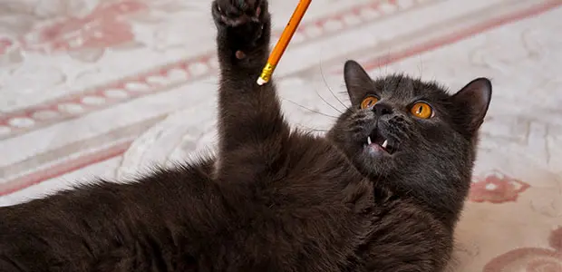 cat playing with end of a pencil cat playing with end of a pencil