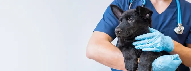 Animal Health Certificates - Taking Dogs Abroad black puppy held by a vet for article on pet passports