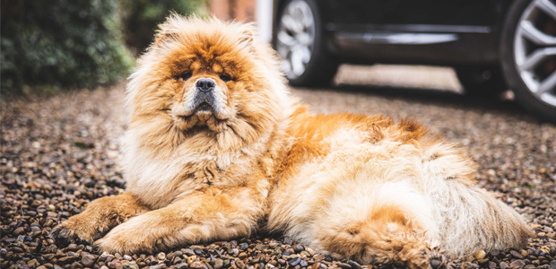 Photo of a relaxed Chow Chow on a driveway
