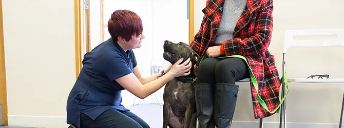 Dry Eye In Dogs - Symptoms And Treatments Dry eyes in dogs