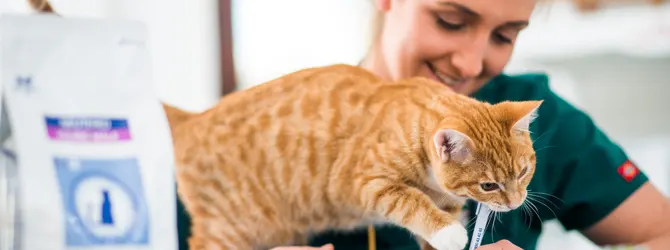 Cat Health Checks - Routine Health Checks Cat routine check up