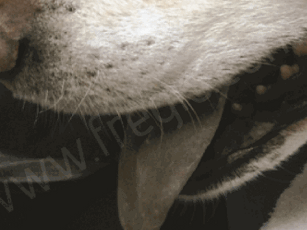 Image of blue gums in a dog which is a symptom of paracetamol poisoning in dogs Image of blue gums in a dog which is a symptom of paracetamol poisoning in dogs