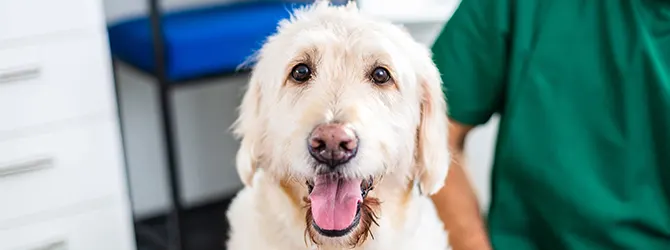 Worms In Dogs - Protect Your Dog From Worms with our Guide lovely dog in vet practice