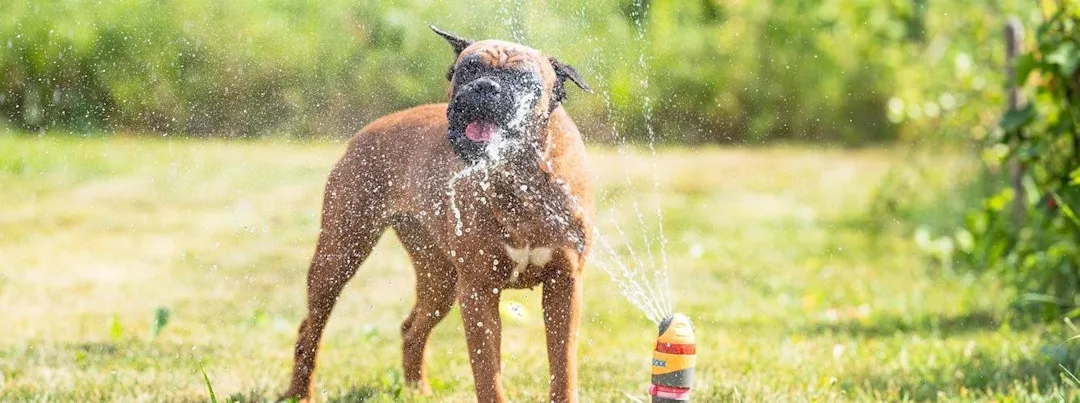 How to cool down your dog | Tips to keep your dog cool A dog out in a field on a hot summer day for an article on how to cool a dog down